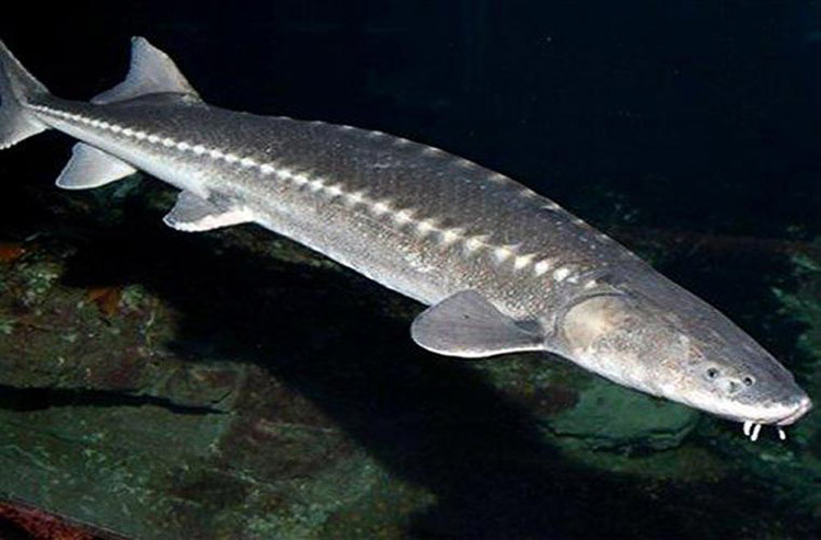 Cá tầm trắng là loài cá lớn nhất ở khu vực Bắc Mỹ, với chiều dài lên tới 6m. Chúng vẫn giữ nguyên hình dạng từ cách đây hơn 175 triệu năm.